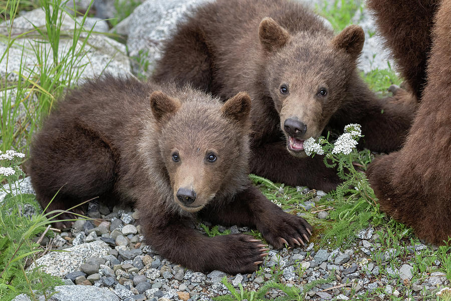 Brown Bear Cubs Photograph by Randy Robbins