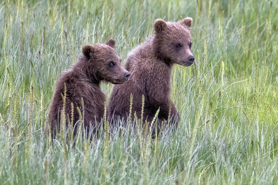 Brown Bear Cubs Seeing Big Red Photograph by Belinda Greb