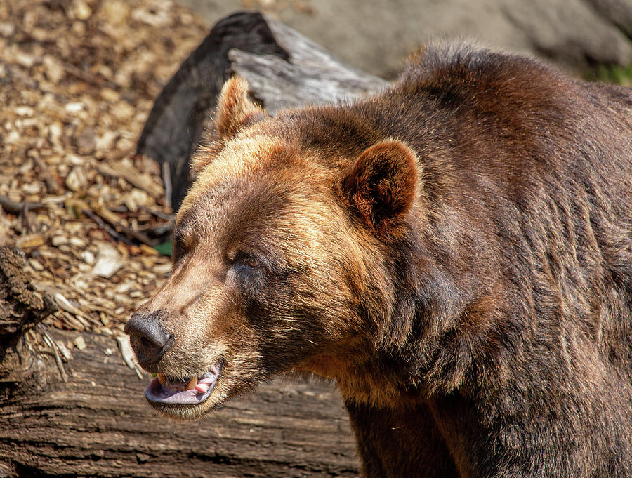 Brown Bear Photograph by Dale Kincaid
