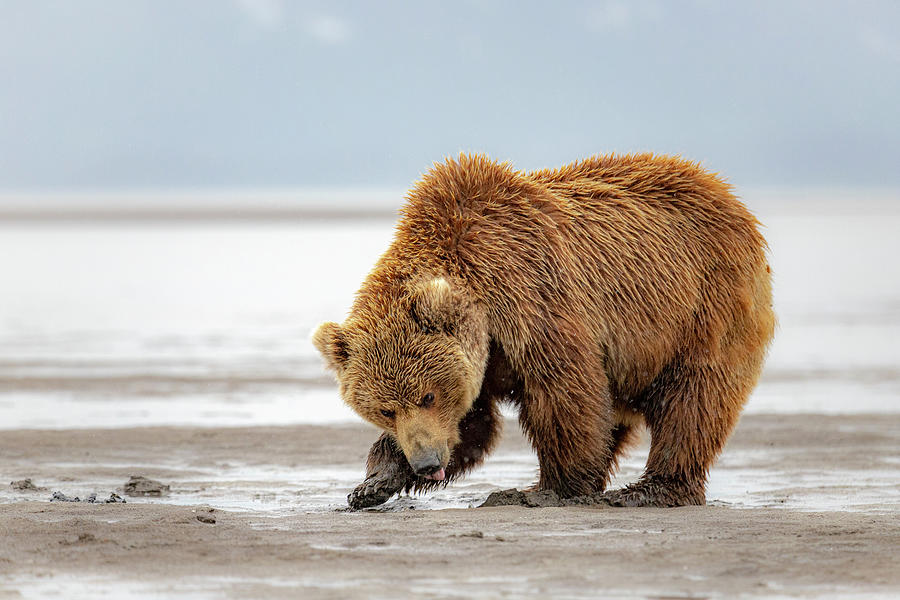 Brown Bear Digging Clams Photograph by James Capo