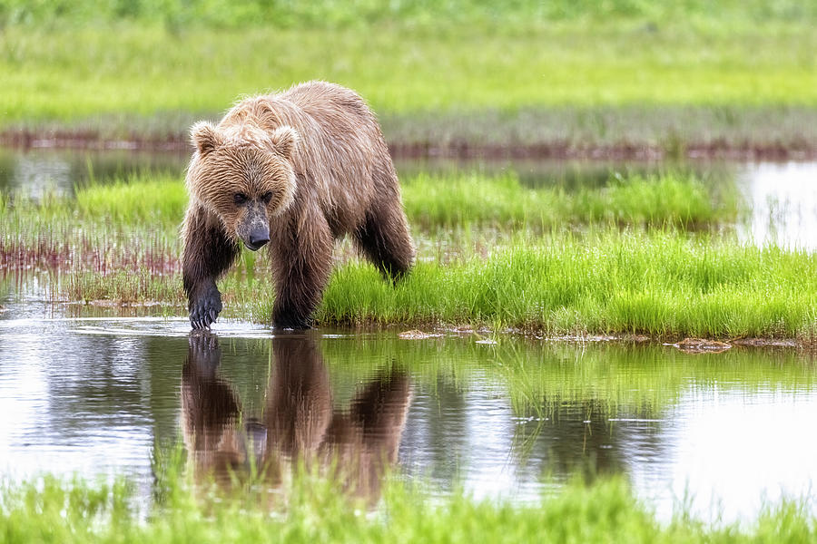 Brown Bear Foraging Near a Pond Photograph by Belinda Greb