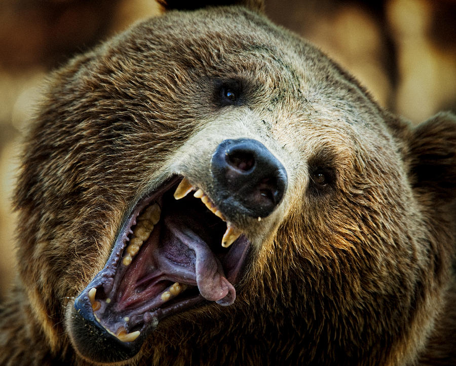 Brown bear Head. Ursus arctos. Crazy bear Photograph by Daniel Hernanz Ramos