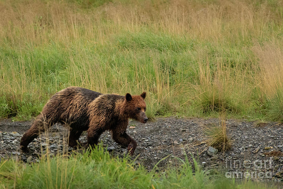 Summer Photograph - Brown Bear Heads to the Estuary of Pack Creek Delta by Nancy Gleason