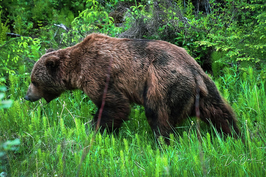 Brown Bear Hoonah, Alaska Photograph by Dee Omer Fine Art America