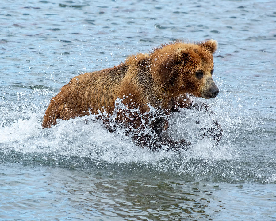 Brown bear hunts for salmon Photograph by Mikhail Kokhanchikov