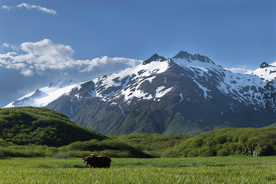 Brown Bear in Alaskan Meadow Photograph by Fran Gallogly