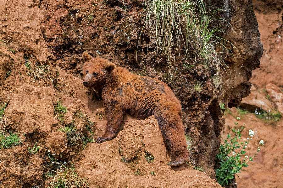 Bear Photograph - Brown Bear in Cliff Face by Arterra Picture Library