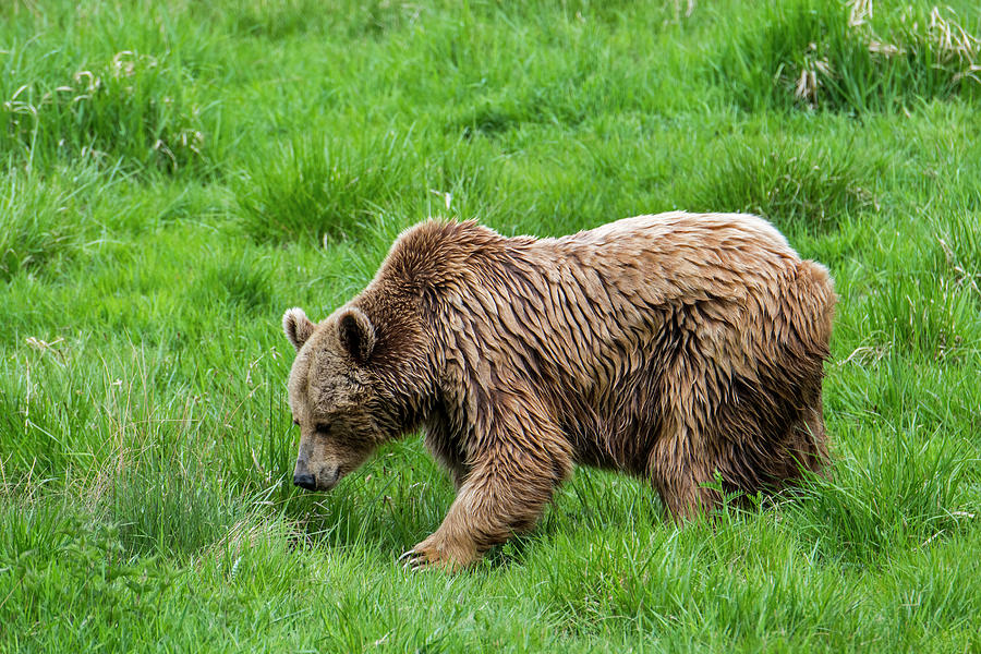 Brown Bear in Grassland Photograph by Arterra Picture Library