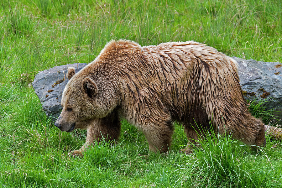 Brown Bear in Meadow Photograph by Arterra Picture Library