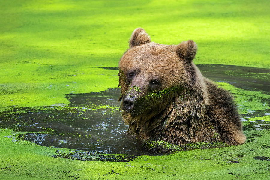 Bear Photograph - Brown Bear in Pond by Arterra Picture Library
