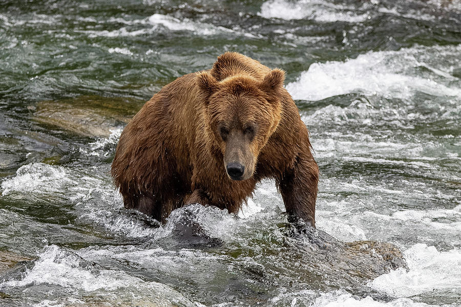 Brown Bear in River Photograph by Lonesome Pine Photography - Fine Art ...