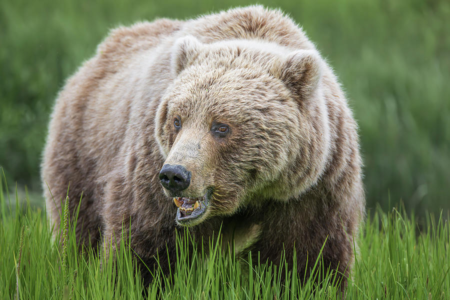 Brown Bear in the Grass Alaska Photograph by Joan Carroll - Fine Art ...