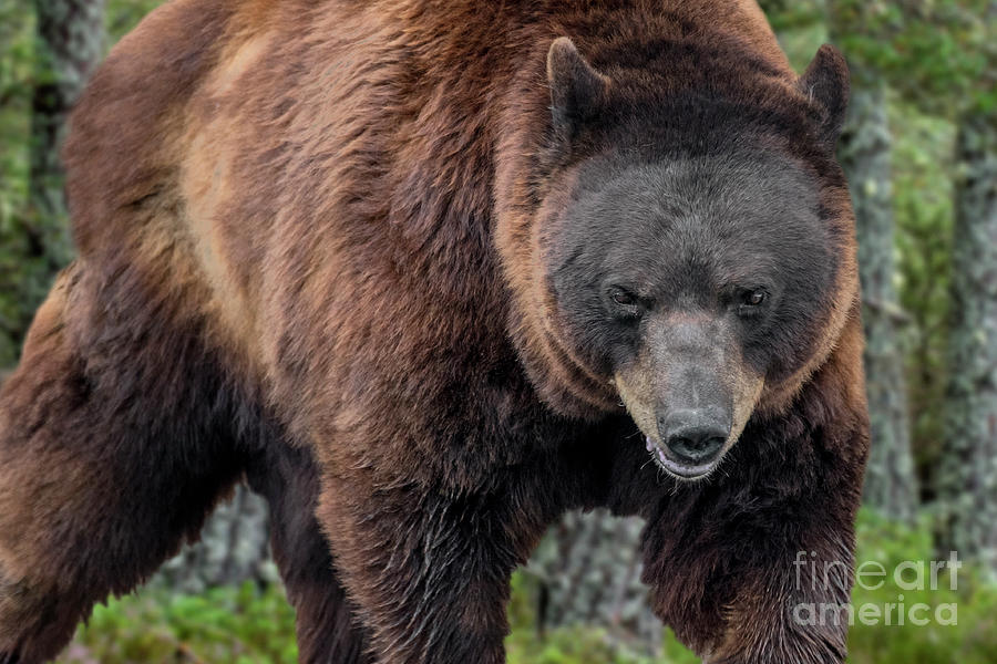 Brown Bear in Woodland Photograph by Arterra Picture Library