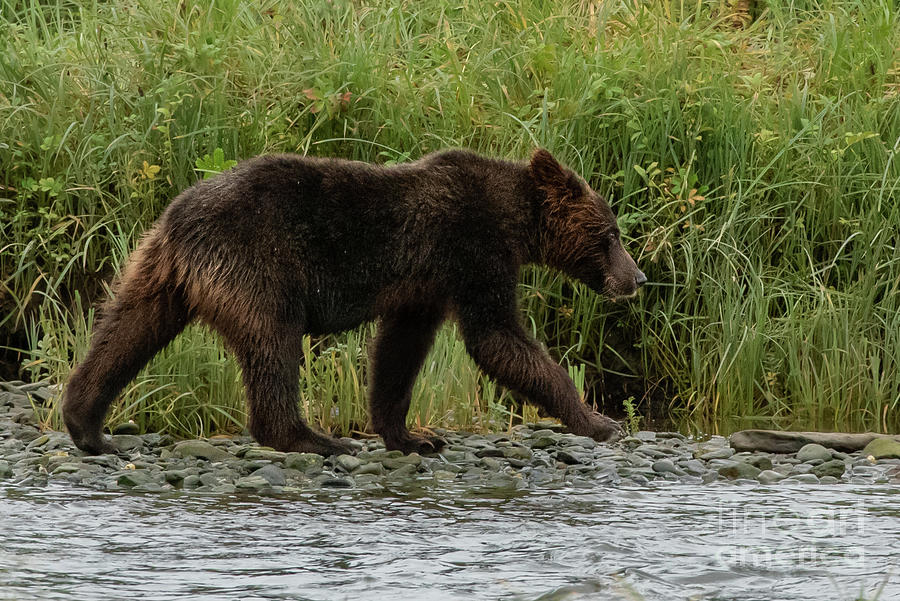 Brown Bear Juvenile on the Bank of Pack Creek Photograph by Nancy Gleason