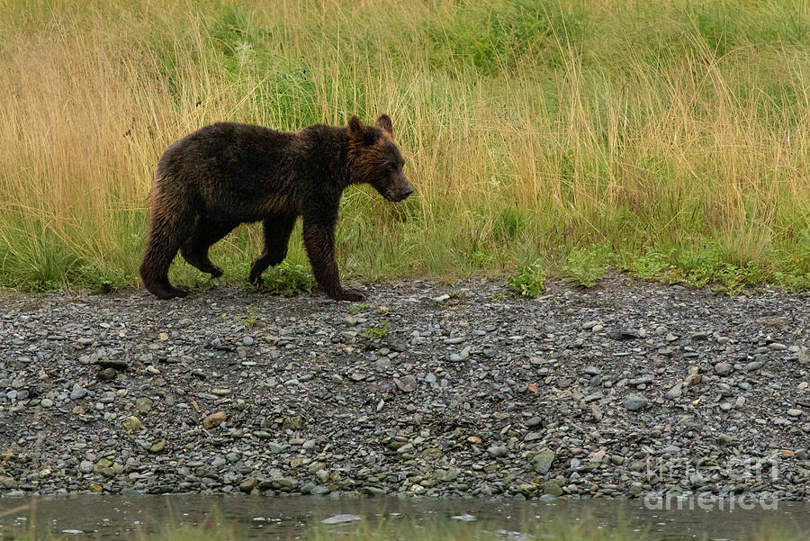 Brown Bear Juvenile Walks the Stream Bank Photograph by Nancy Gleason