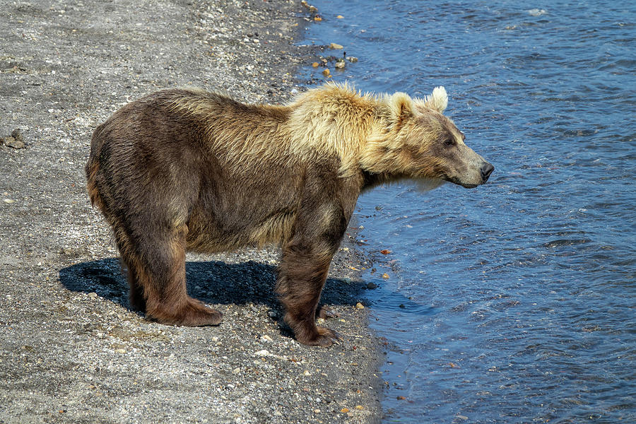 Brown bear looking for fish in river Photograph by Mikhail Kokhanchikov