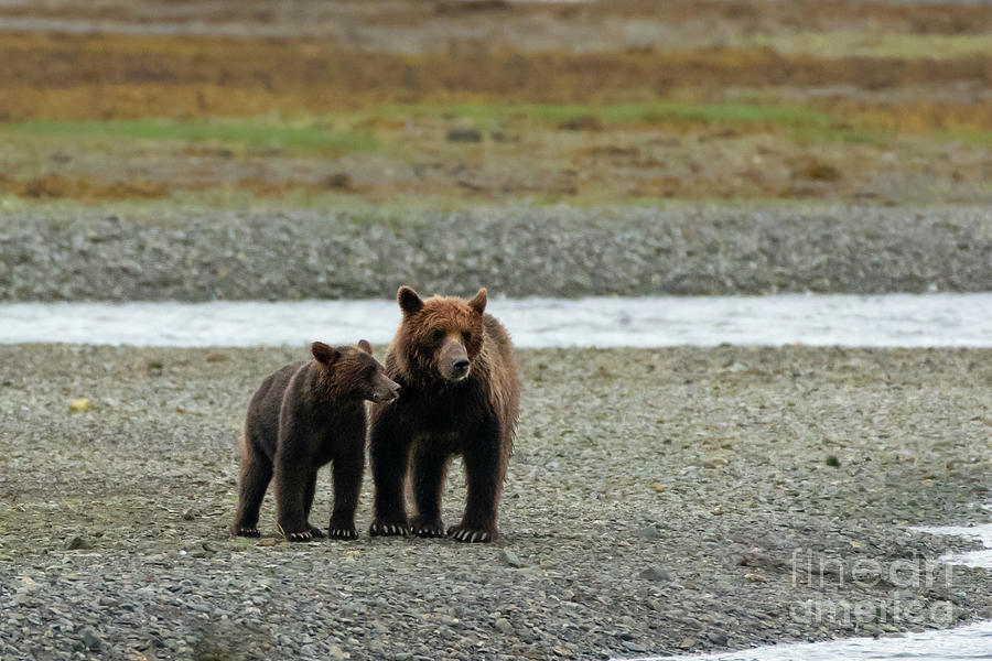 Summer Photograph - Brown Bear Mother and Cub Watch for Salmon by Nancy Gleason