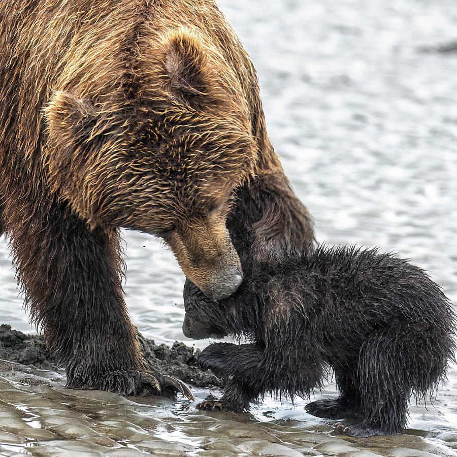 Brown Bear Mother Rebuke, No. 1 Photograph by Belinda Greb