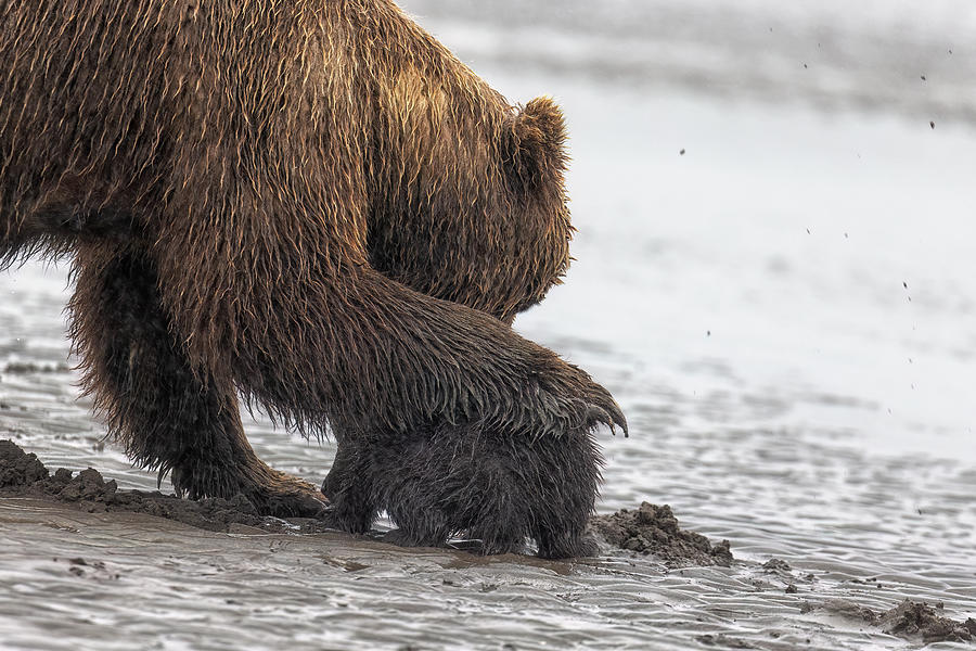 Brown Bear Mother Rebuke, No. 2 Photograph by Belinda Greb