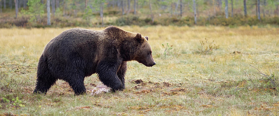 Brown Bear Panoramic Photograph