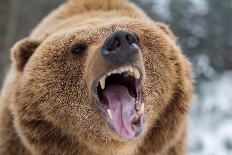 Brown bear roaring in forest Photograph by Byrdyak