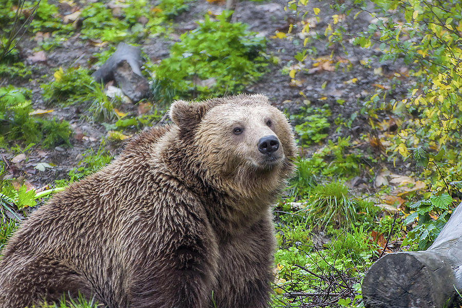 Brown Bear Photograph by Rob Hemphill