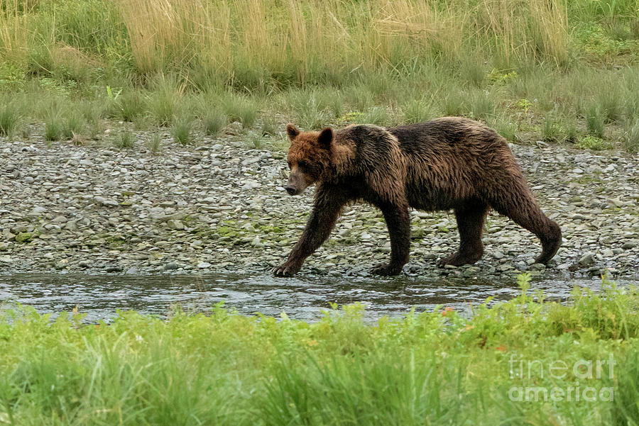 Summer Photograph - Brown Bear Seeking Salmon in Pack Creek #2 by Nancy Gleason