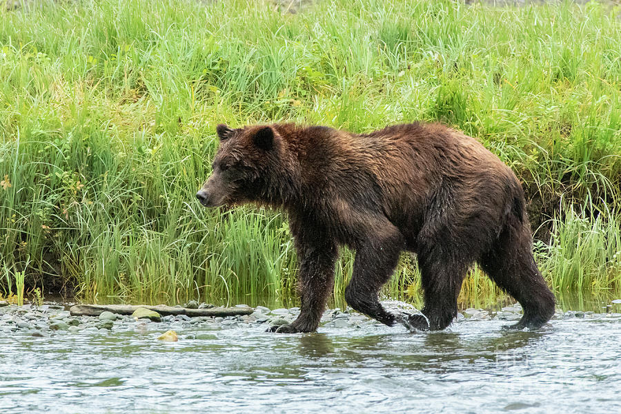 Summer Photograph - Brown Bear Seeking Salmon in Pack Creek #3 by Nancy Gleason
