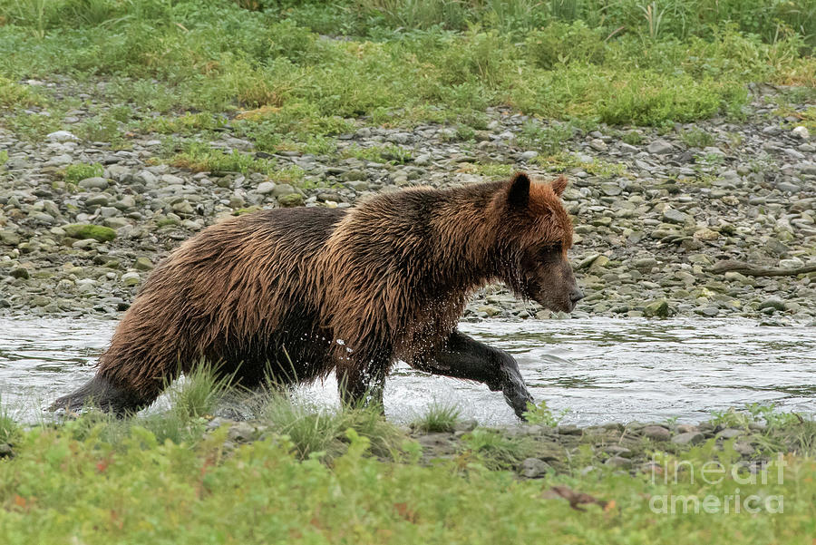 Summer Photograph - Brown Bear Seeking Salmon in Pack Creek by Nancy Gleason