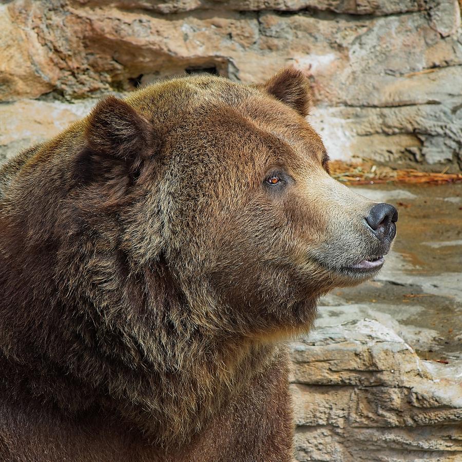 Brown bear sitting quietly, relaxing Photograph by Loren Gilbert