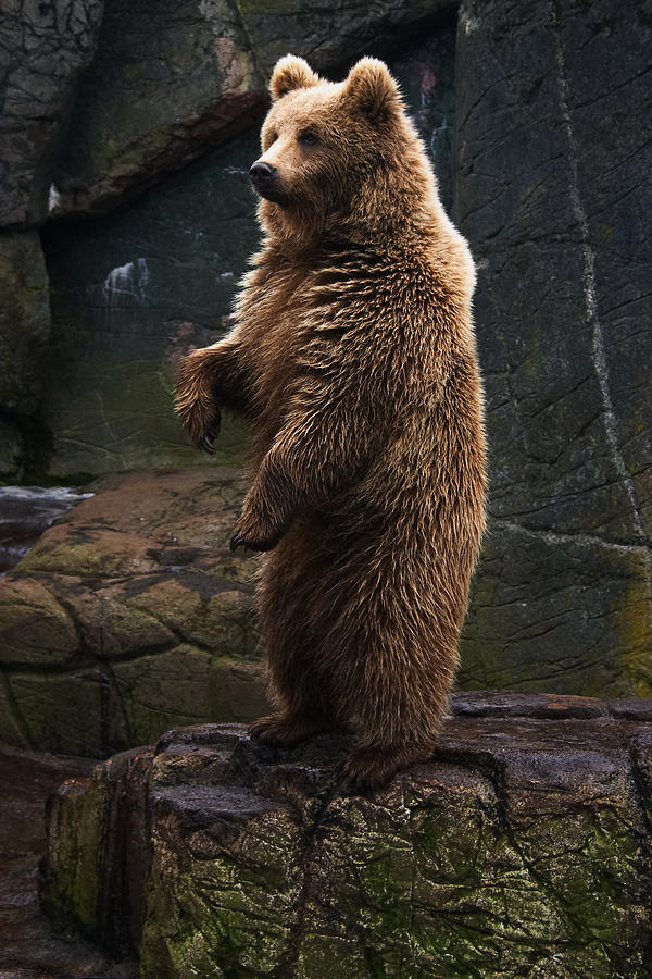 Brown bear standing Photograph by Hougaard
