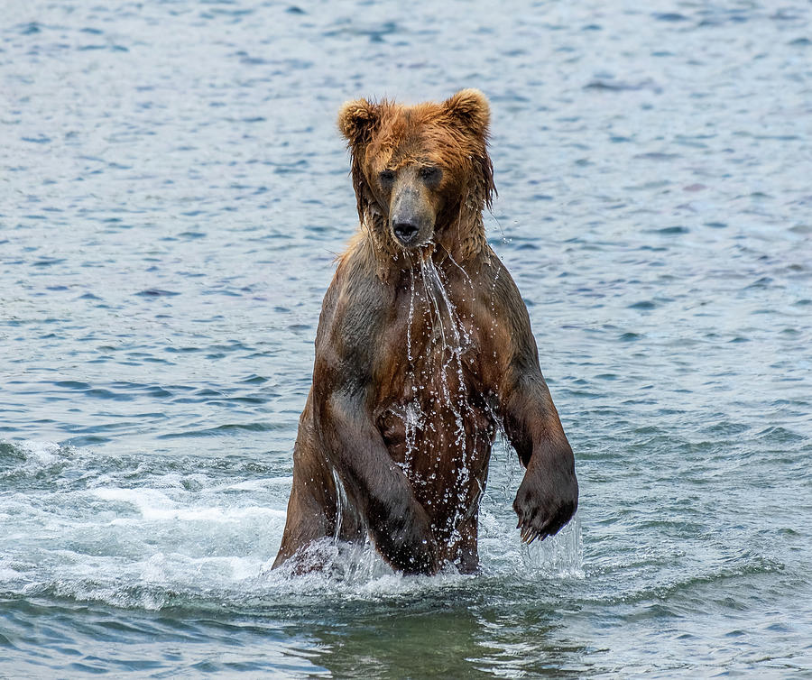 Brown bear standing in water Photograph by Mikhail Kokhanchikov