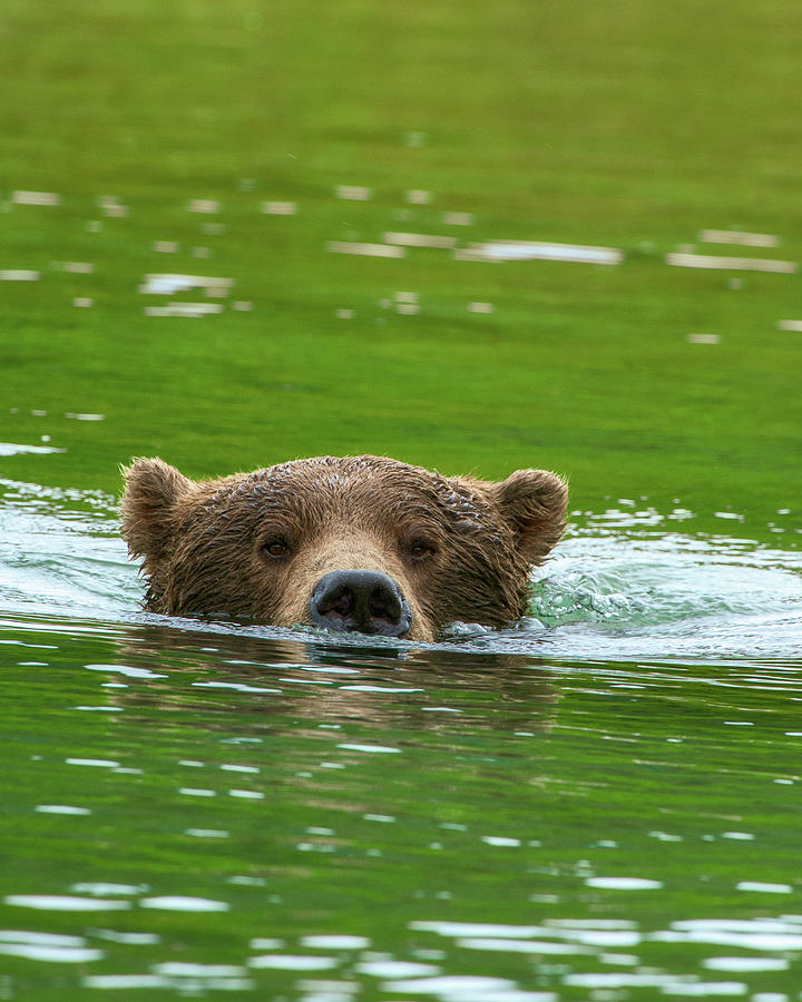 Brown Bear submerged BE10586 Photograph by Mark Graf