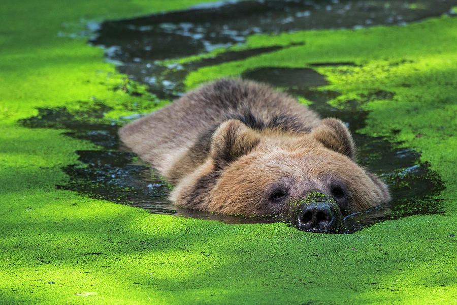 Brown Bear Swimming in Pond Photograph by Arterra Picture Library