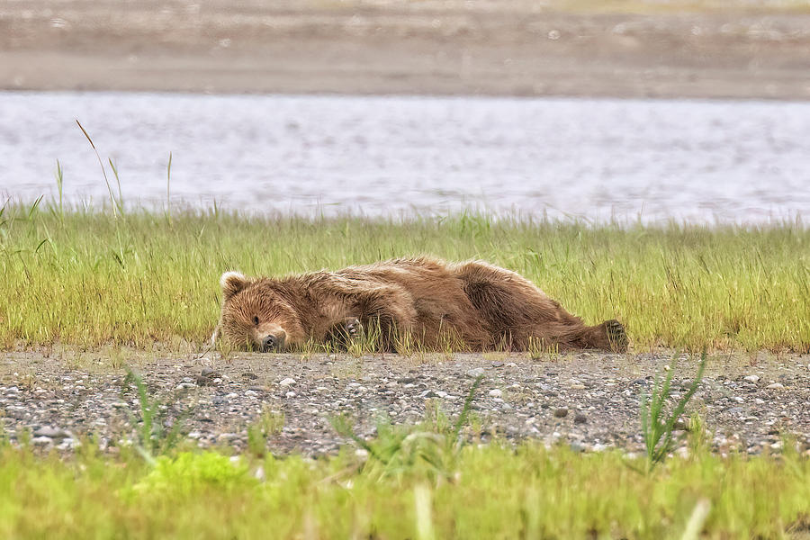 Brown Bear Tuckered Out After Playtime Photograph by Belinda Greb