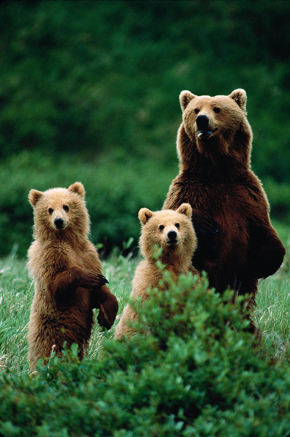 Brown bear (Ursus arctos) and two cubs, on hind legs, Alaska, USA Photograph by Johnny Johnson