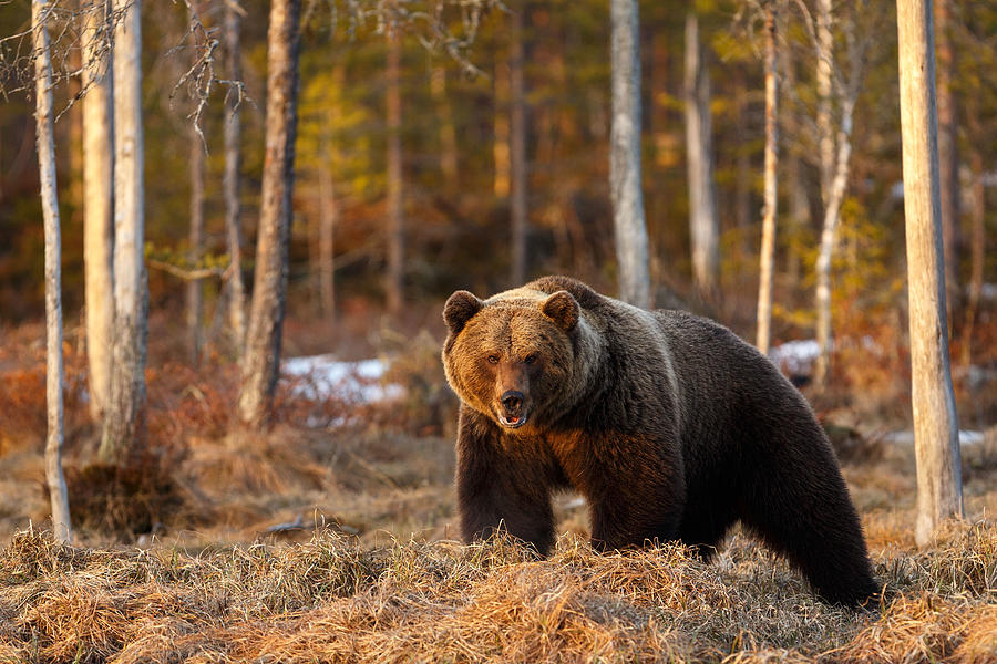 Brown Bear (Ursus arctos), Kuhmo, Finland Photograph by Oscar Benavides