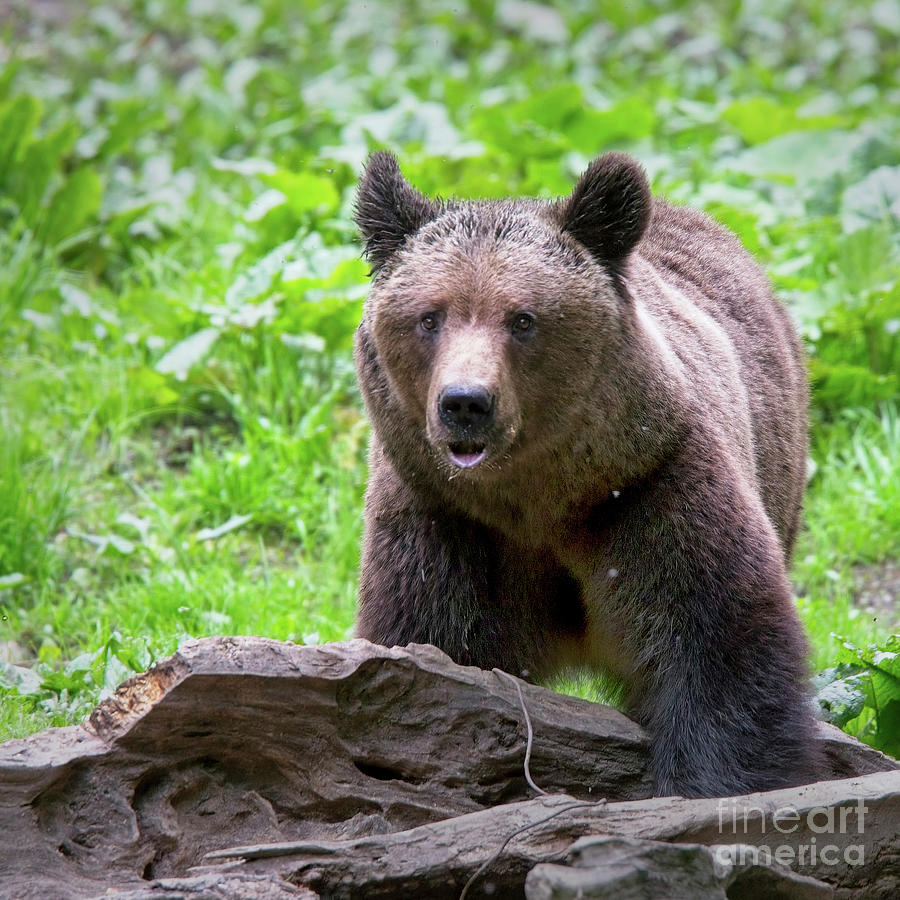 Brown Bear, Ursus arctos, Romania Photograph by Tony Mills