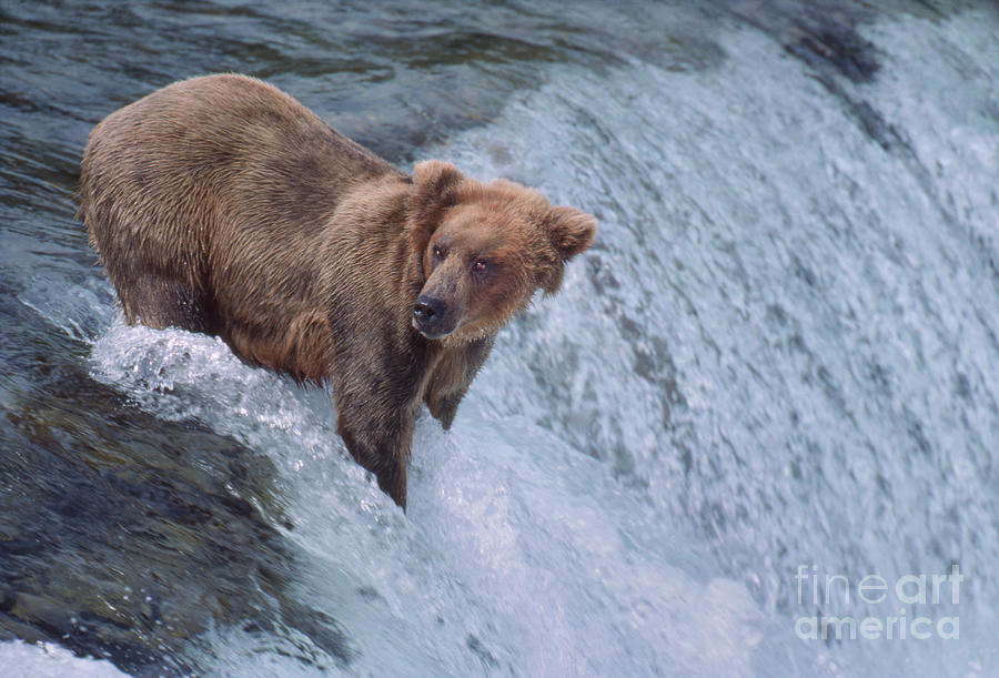 Brown Bear Ursus Arctos Wild Alaska Photograph by Dave Welling