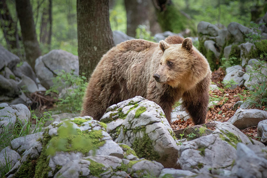 Brown bear - Ursus arctus Photograph by Jivko Nakev