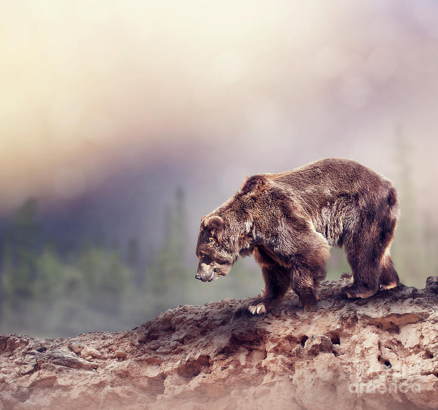 Brown Bear walking on the rocks Photograph by Svetlana Foote - Pixels