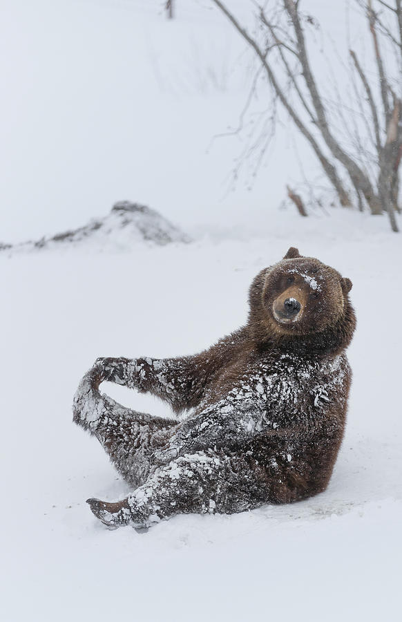 Brown Bear Winter Puzzle Photograph by Scott Slone