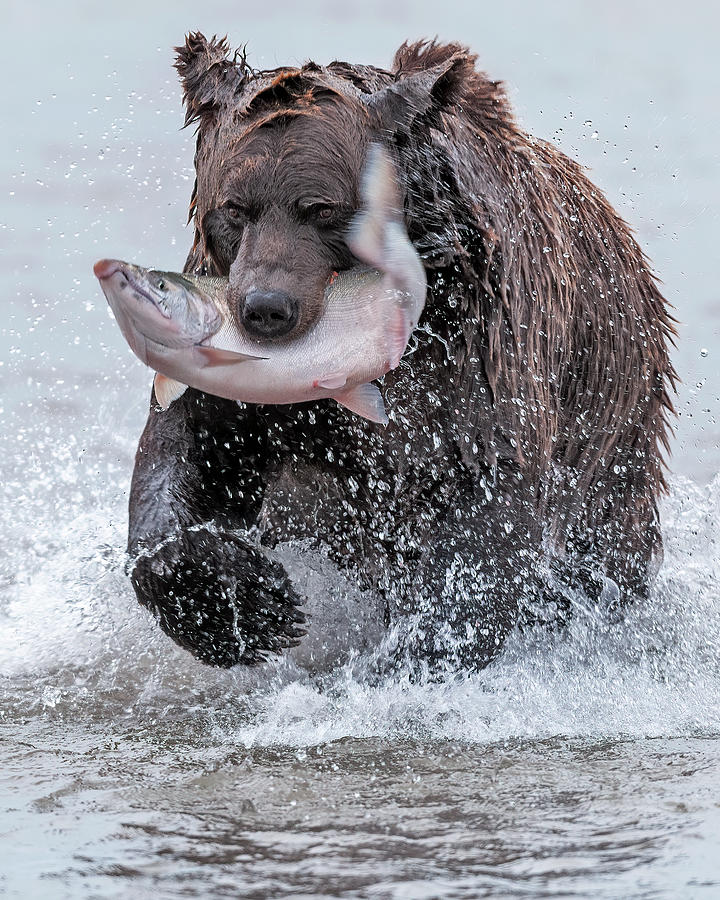 Bear Photograph - Brown Bear with Salmon catch by Gary Langley