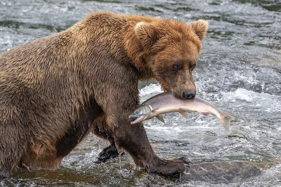 Brown Bear with Salmon Photograph by Randy Robbins - Fine Art America