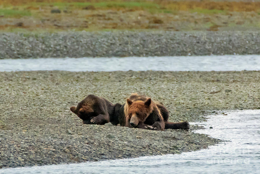 Summer Photograph - Brown Bears Napping on Pack Creek Shoreline #2 by Nancy Gleason