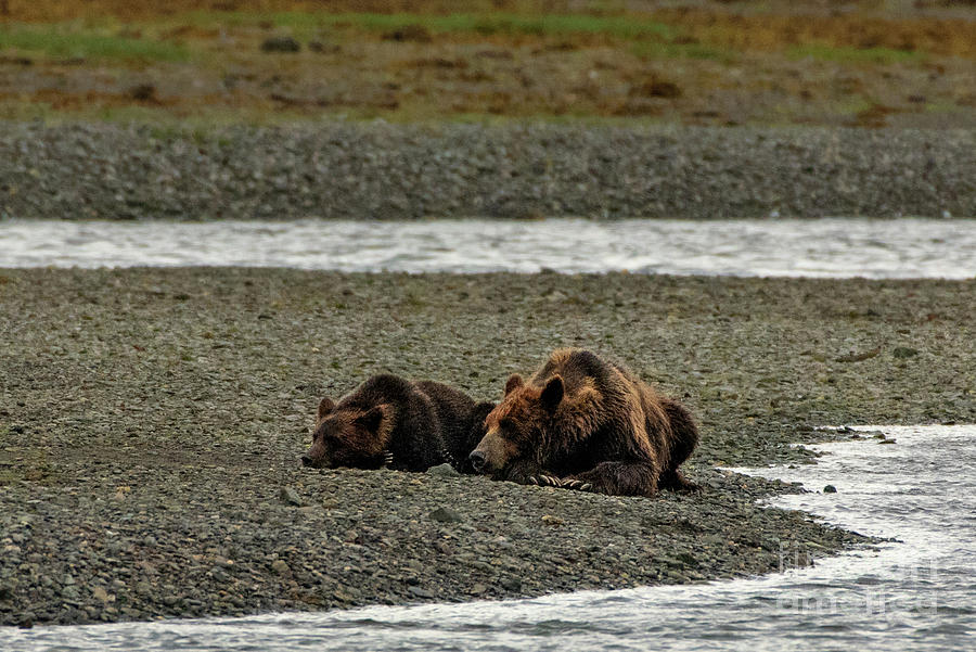 Brown Bears Napping on Pack Creek Shoreline Photograph by Nancy Gleason
