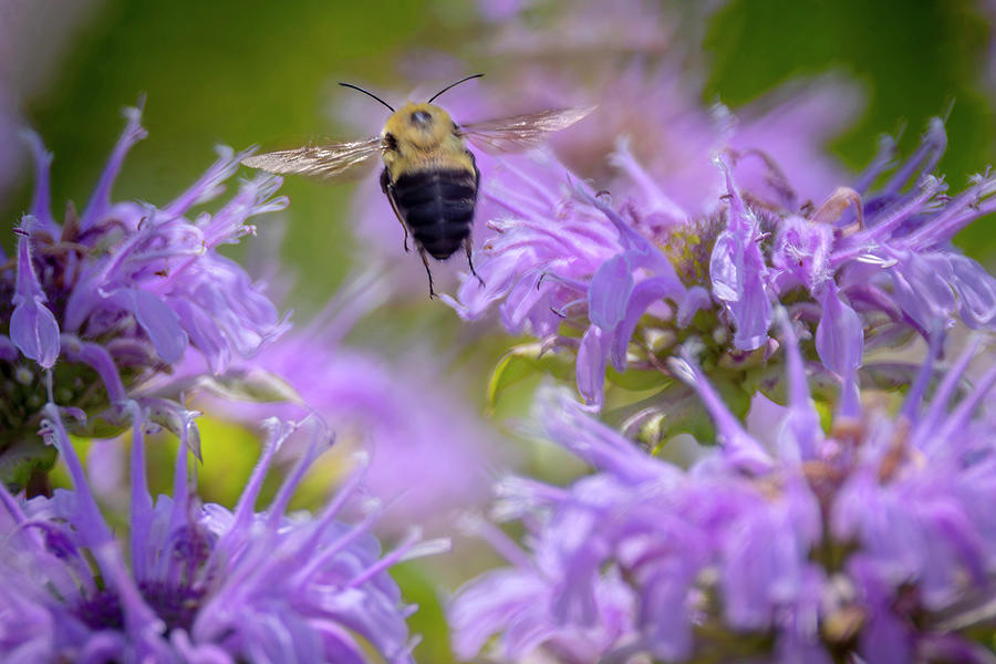 Brown Belted Bumble Bee Photograph by Ray Congrove