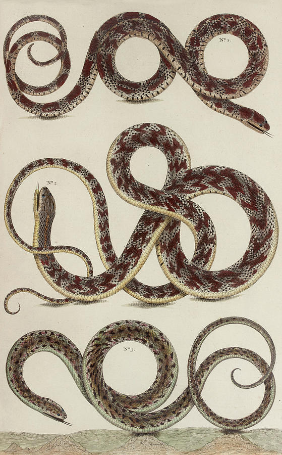 Brown Boa Anaconda SNAKES Reptiles by Albertus Seba Drawing by Mark ...