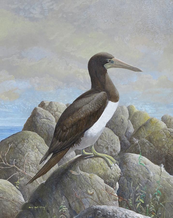 Brown Booby Painting by Barry Kent MacKay