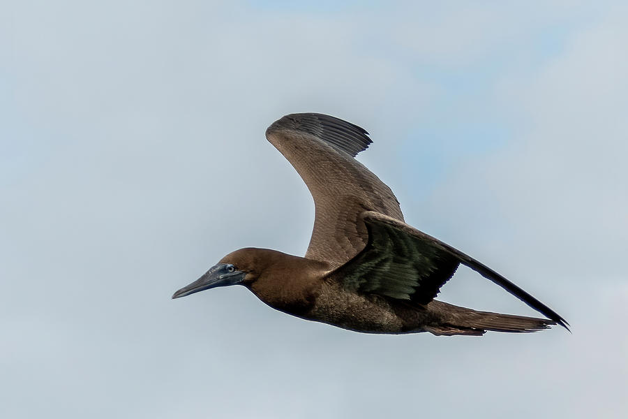Brown Booby  Flying Photograph by Bradford Martin